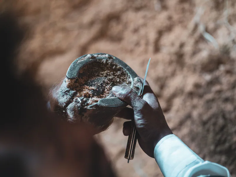 Farrier carefully inspects horse hoof with tools in hand outdoors